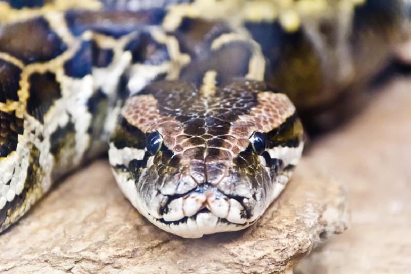 How to Switch to Python for Java Developers